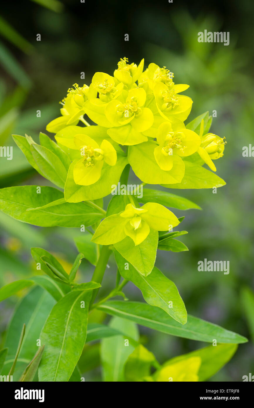 Yellow bracts surround the early summer flowers of the moisture loving spurge, Euphorbia palustris Stock Photo