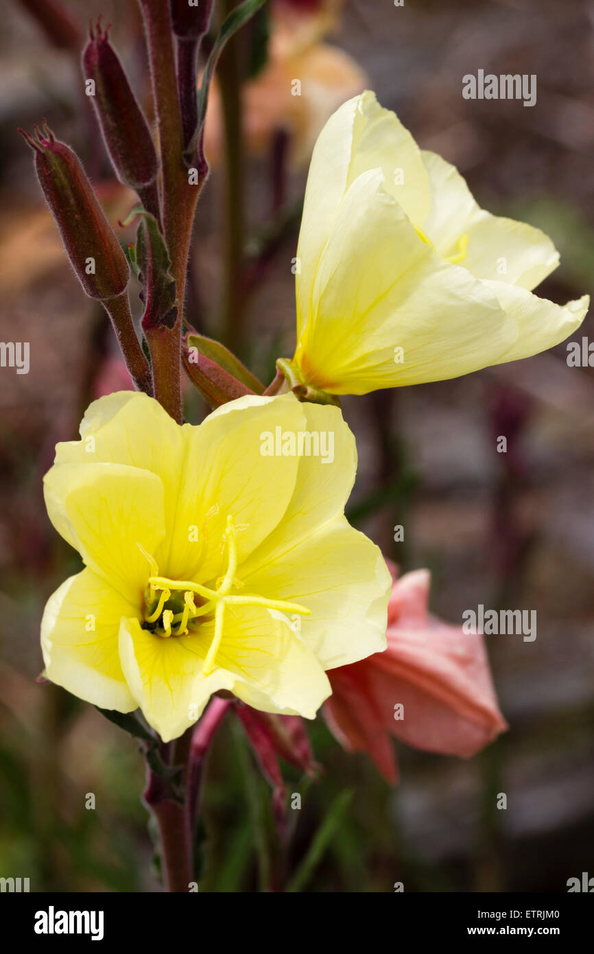 Lemon flowers of the short lived perennial evening primrose, Oenothera stricta 'Sulphurea' Stock Photo