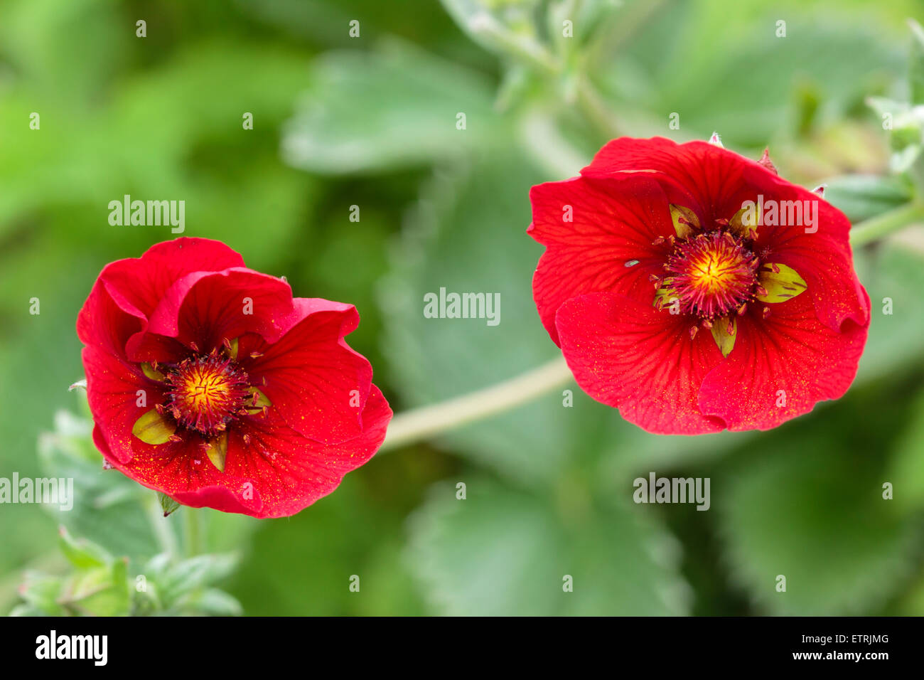 Bright crimson flowers of the summer blooming Himalayan cinquefoil, Potentilla atrosanguinea Stock Photo