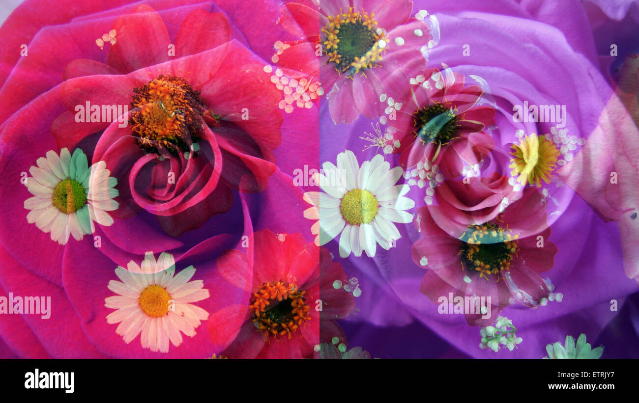 floral montages of rose blossoms Stock Photo