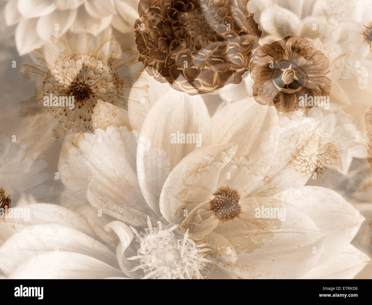 a floral montage from dahlias in monotone colors, Stock Photo
