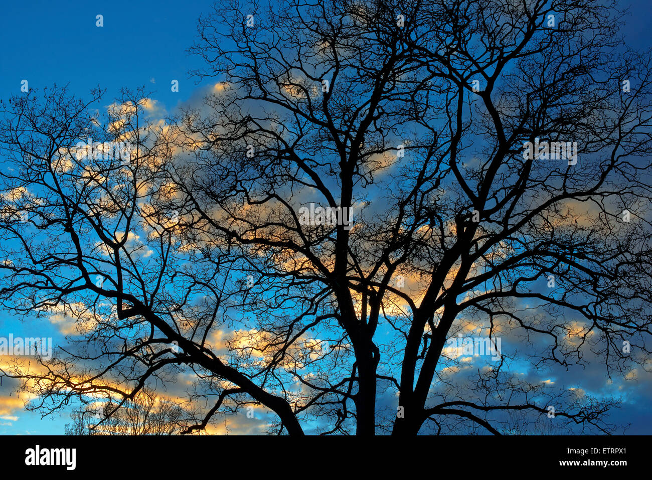 Sunset with trees, silhouette, Paris, France Stock Photo