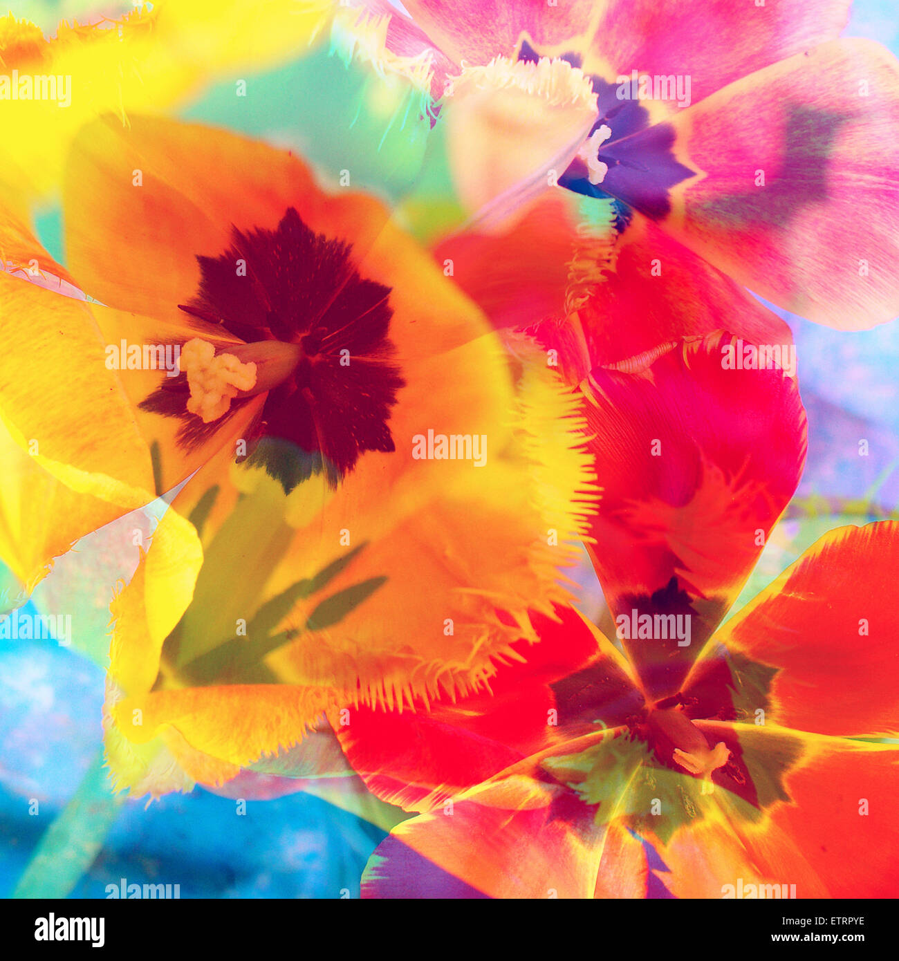 Photographic layer work hi-res stock photography and images - Alamy