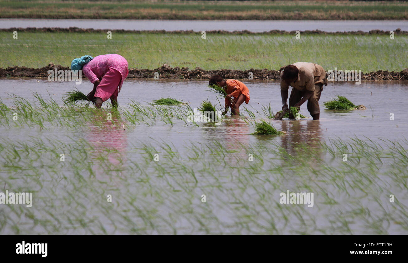 Paddy Form Pakistani farmers busy in sapling the rice for paddy nursery of rice ...