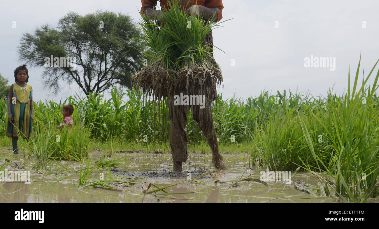 Paddy Form Pakistani farmers busy in sapling the rice for paddy nursery of rice ...