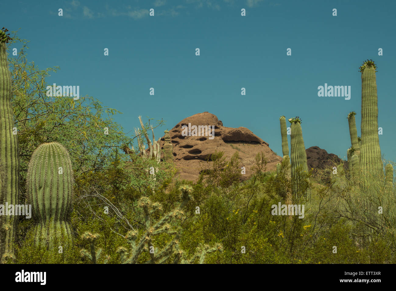 The Alien and Beautiful Life of the Desert in the Southwest USA Stock Photo