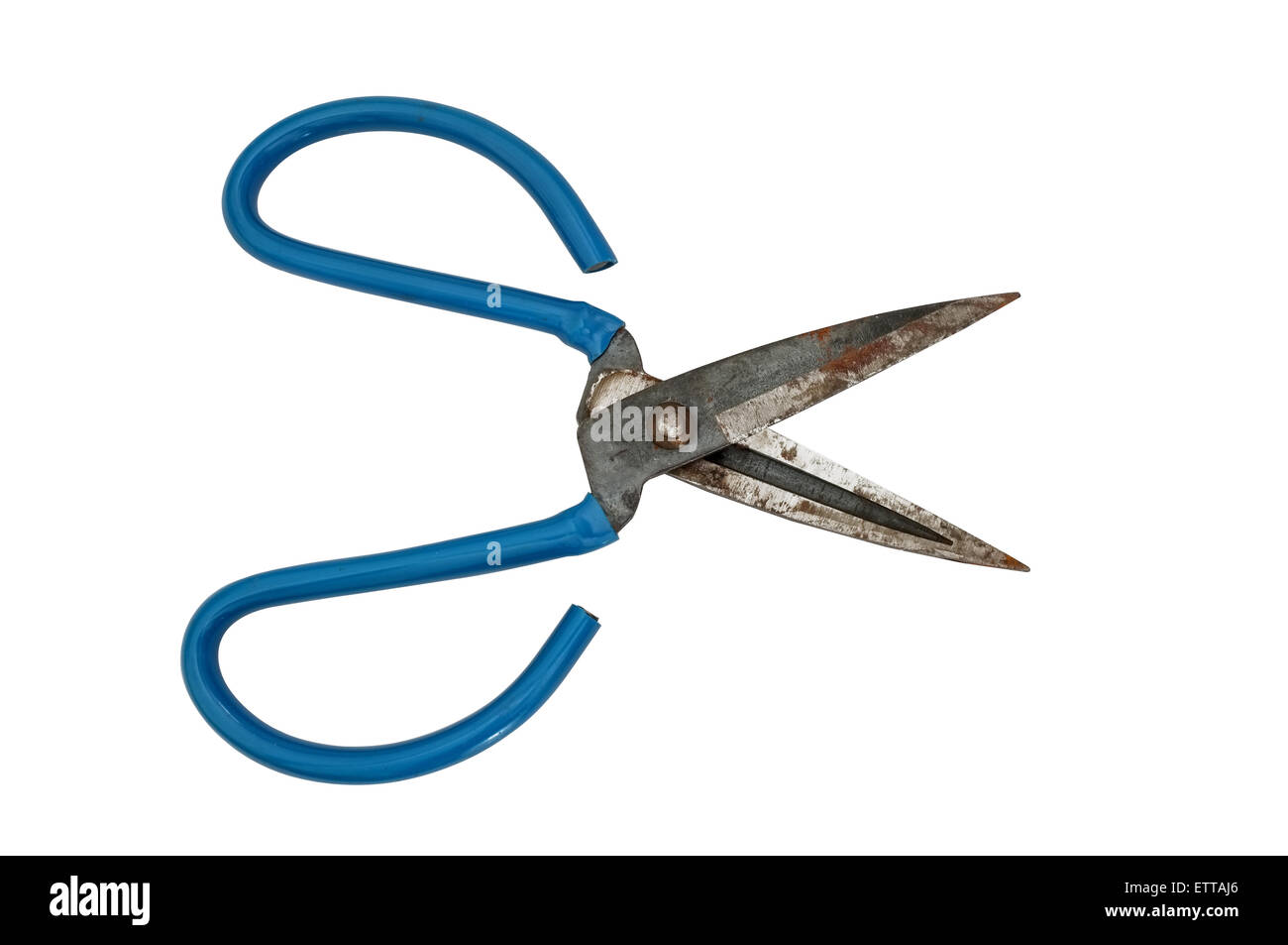 Rusty blue rubber handles scissors isolated on white background Stock Photo
