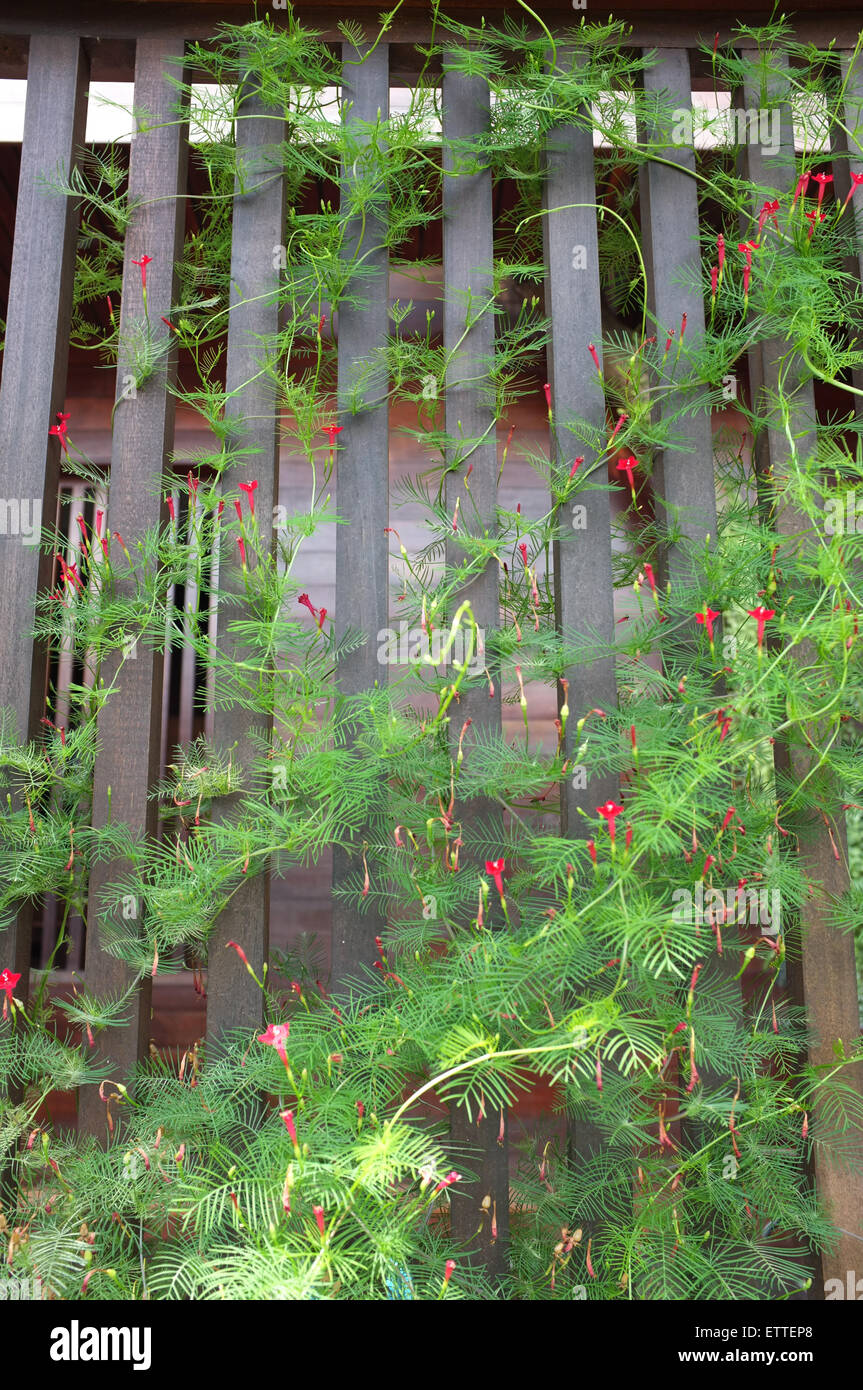 Ipomoea quamoclit, cypress vine, star glory or hummingbird vine Stock Photo