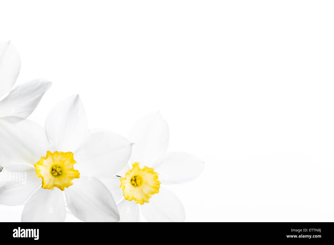 Spring floral border, beautiful fresh narcissus flowers Stock Photo