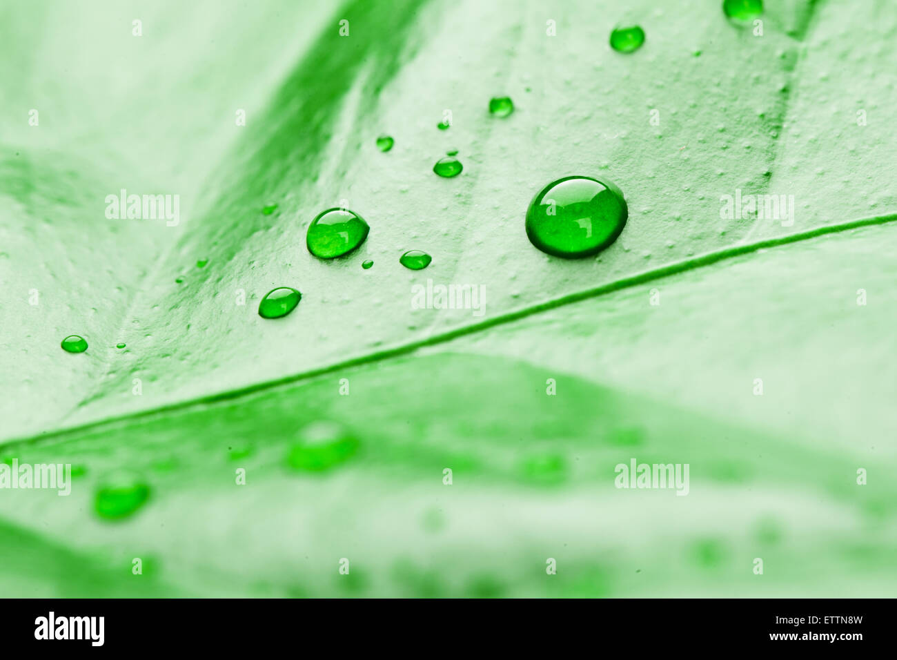 fresh green plant leaf with water drops close up Stock Photo