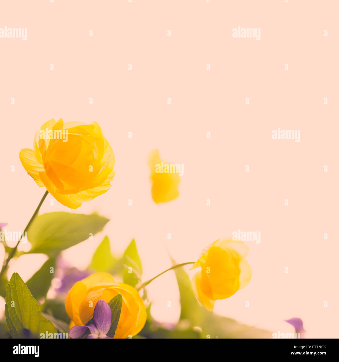 Flower yellow vintage and beautiful Stock Photo Alamy