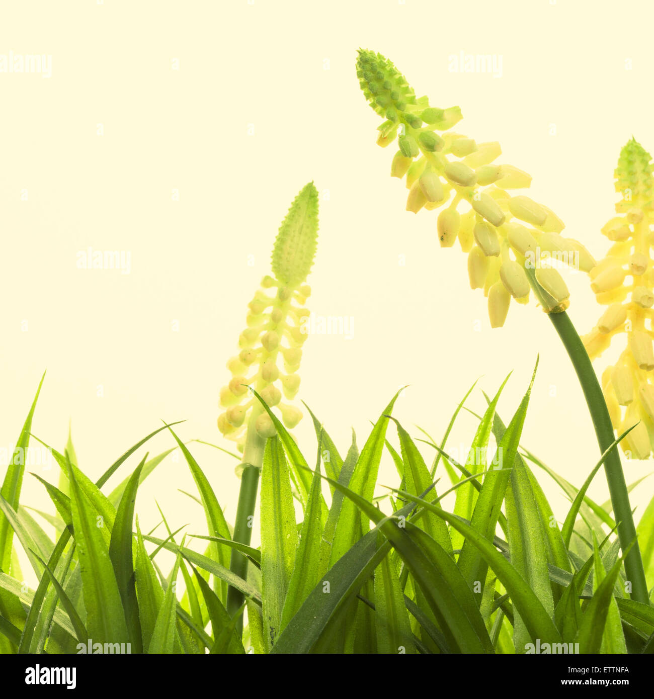 Nature spring or summer background Stock Photo - Alamy