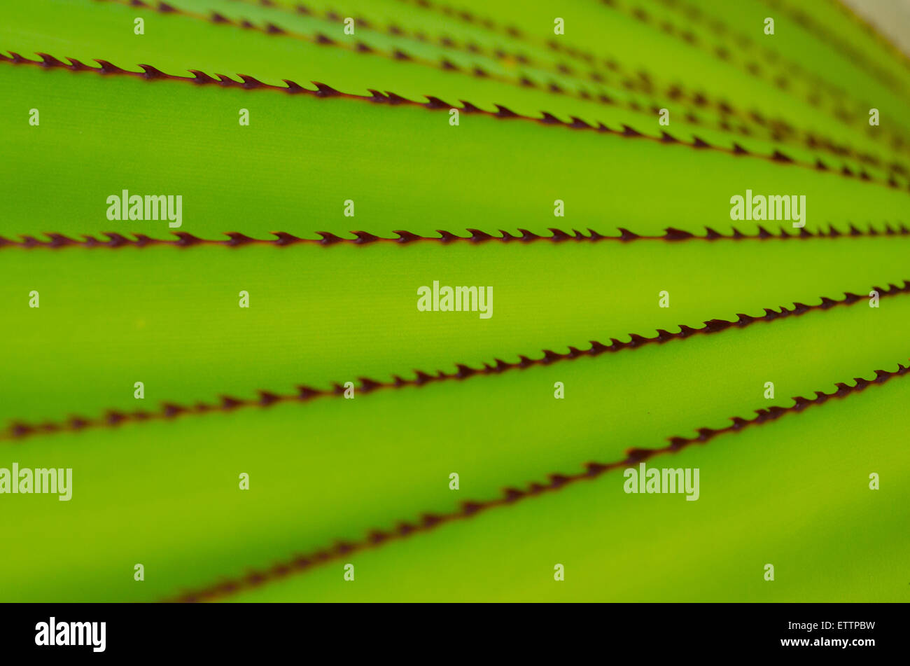 Sharp spiny red edges on bright green aloe leave Stock Photo