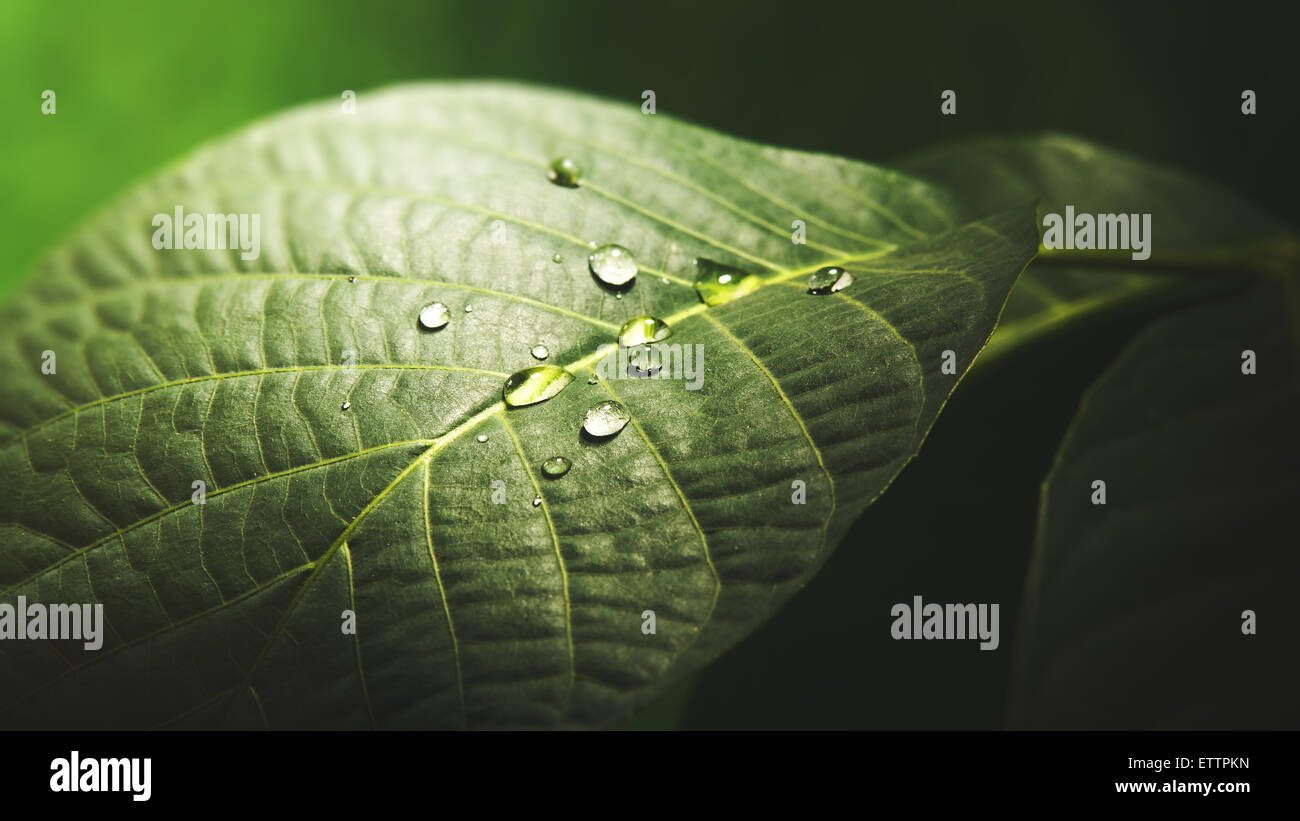 Water drop on the leaf surface, abstract natural background Stock Photo ...