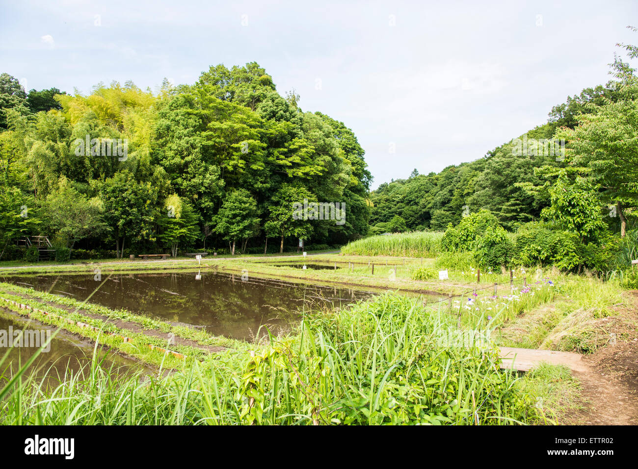 Yatoyama Park, Zama city,Kanagawa Prefecture,Japan Stock Photo Alamy