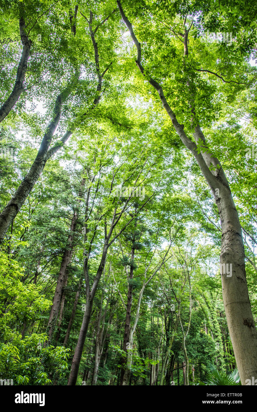 Yatoyama Park, Zama city,Kanagawa Prefecture,Japan Stock Photo