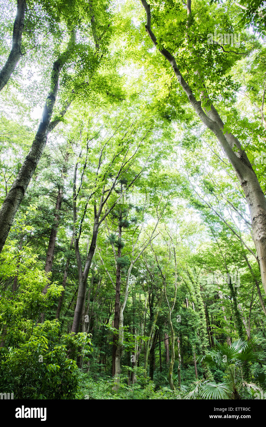 Yatoyama Park, Zama city,Kanagawa Prefecture,Japan Stock Photo Alamy