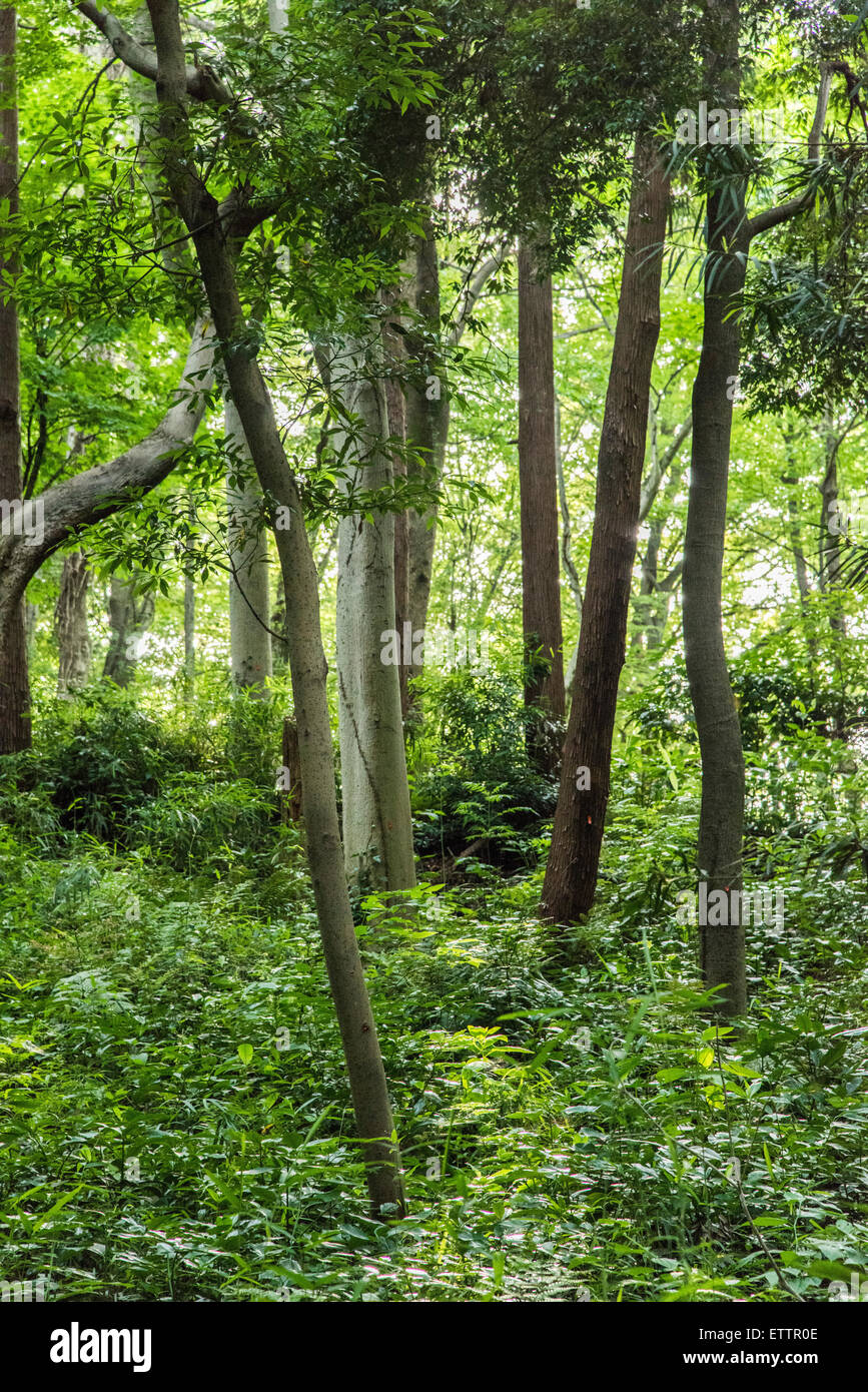 Yatoyama Park, Zama city,Kanagawa Prefecture,Japan Stock Photo Alamy