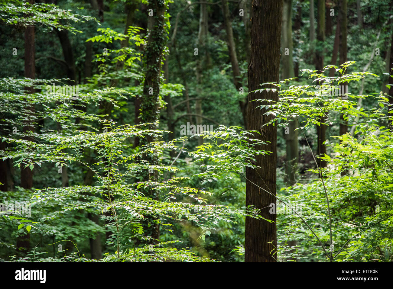 Yatoyama Park, Zama city,Kanagawa Prefecture,Japan Stock Photo Alamy