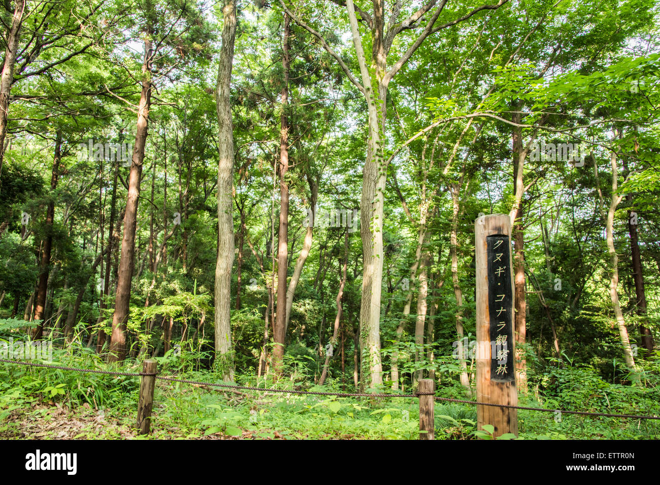 Yatoyama Park, Zama city,Kanagawa Prefecture,Japan Stock Photo Alamy