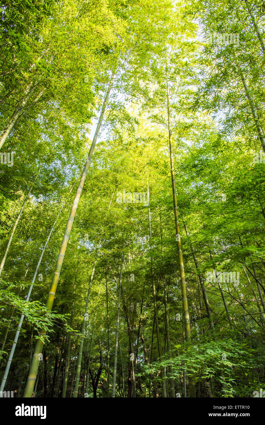 Yatoyama Park, Zama city,Kanagawa Prefecture,Japan Stock Photo Alamy