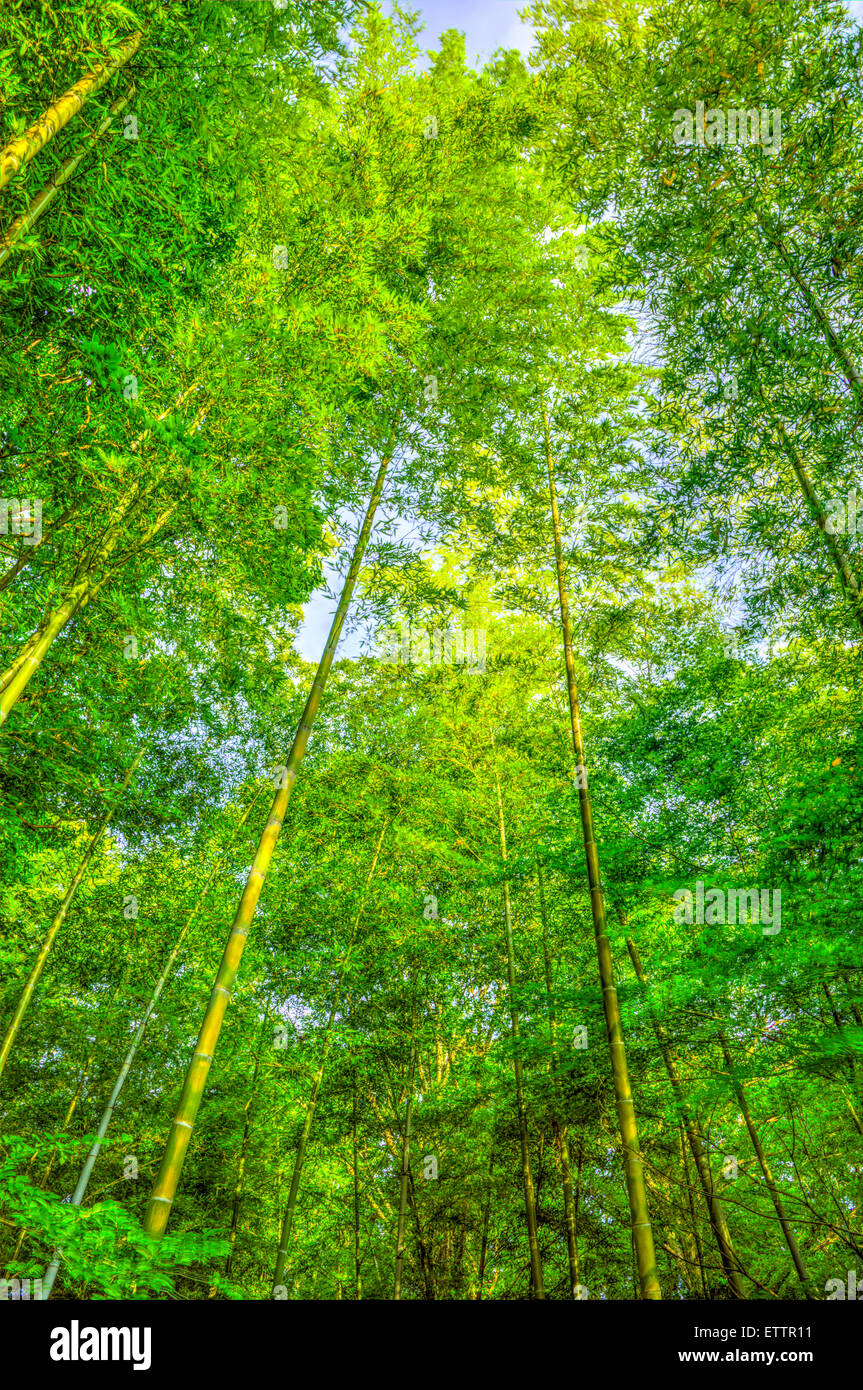 Yatoyama Park, Zama city,Kanagawa Prefecture,Japan Stock Photo Alamy