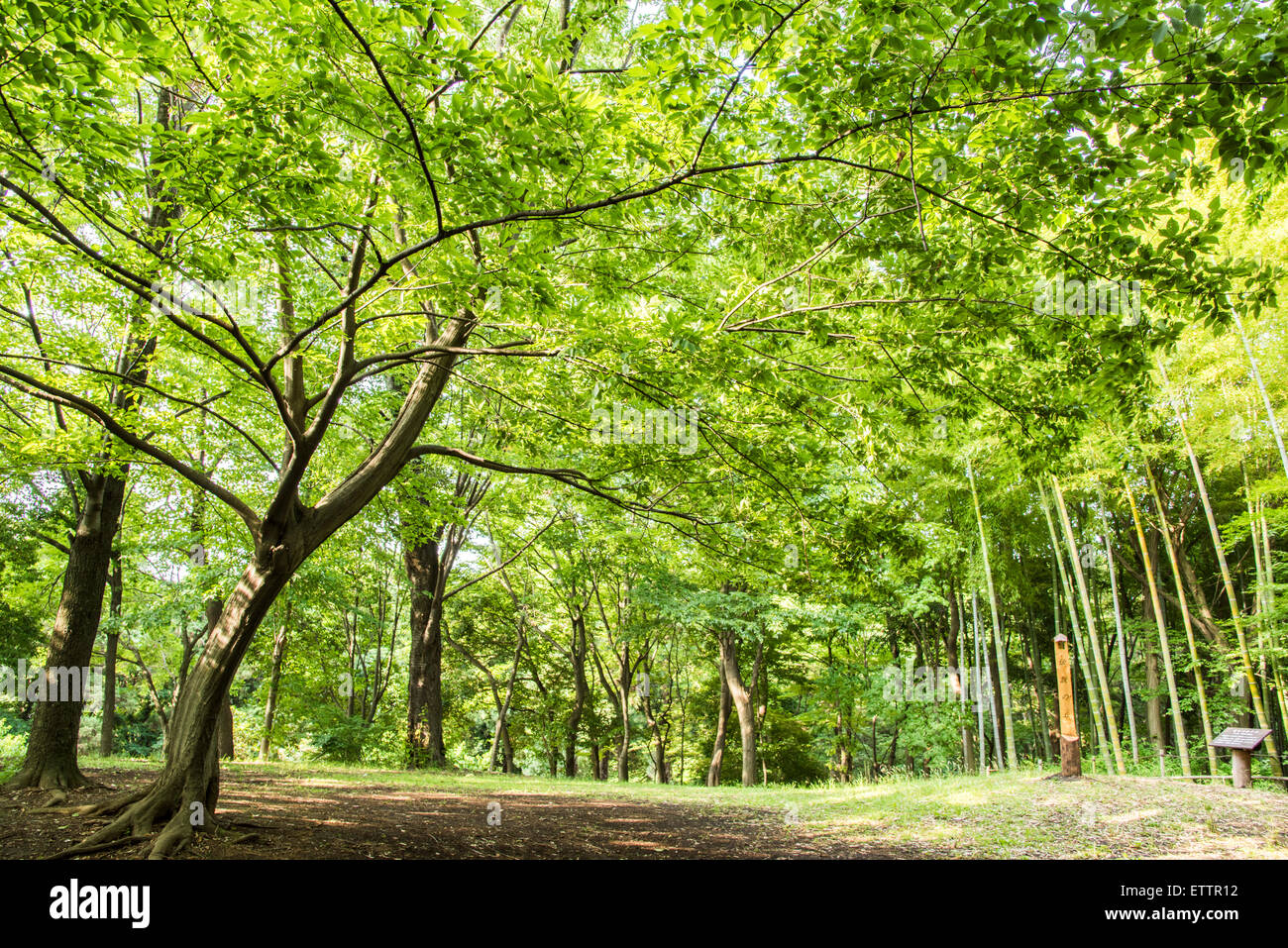 Yatoyama Park Zama City Kanagawa Japan Prefecture High Resolution Stock Photography and Images