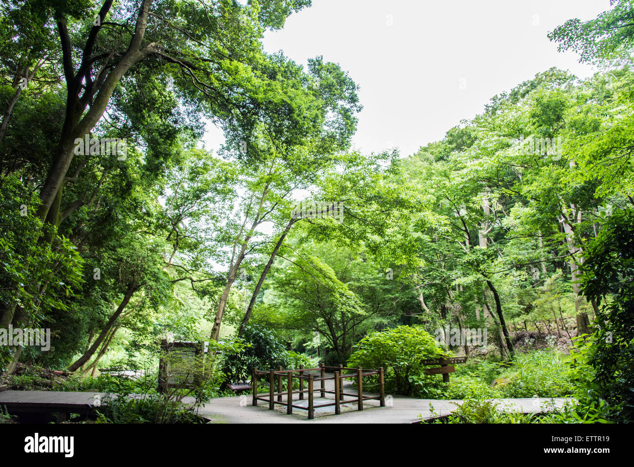 Yatoyama Park, Zama city,Kanagawa Prefecture,Japan Stock Photo Alamy