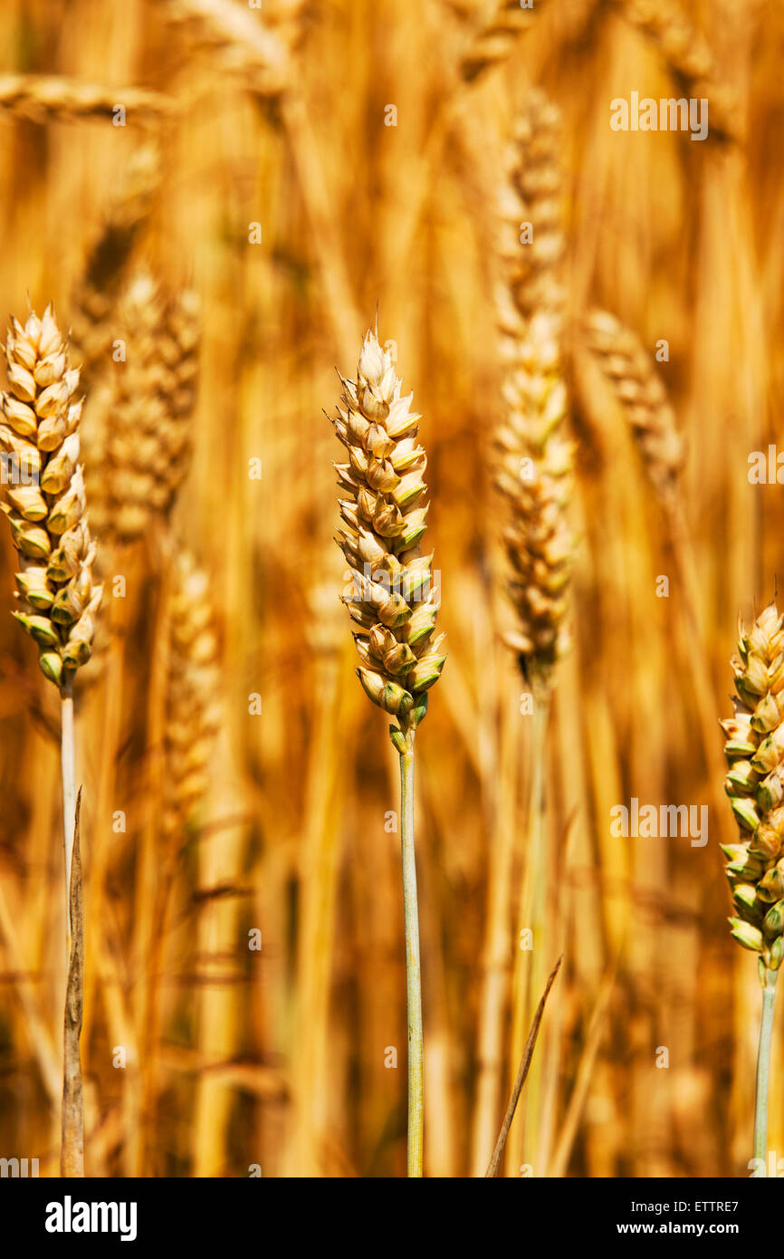 turning green rye Stock Photo Alamy