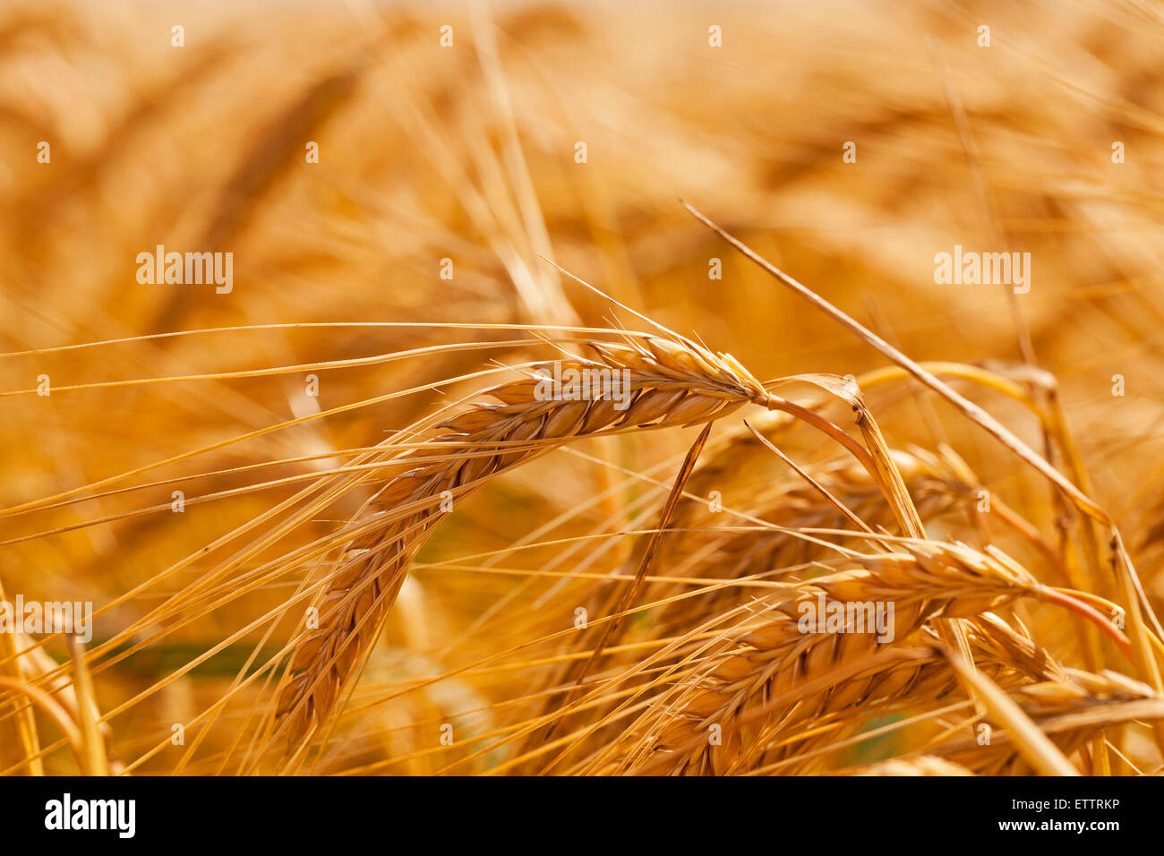 Plant bread products grains rye hi-res stock photography and images - Alamy