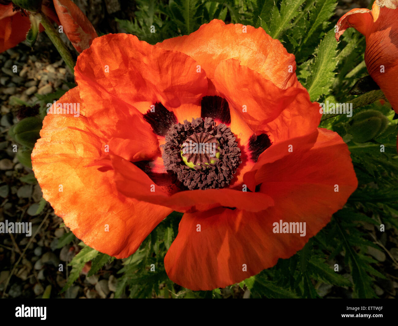 Oriental poppy in full bloom 'Papaver orientale'. Stock Photo