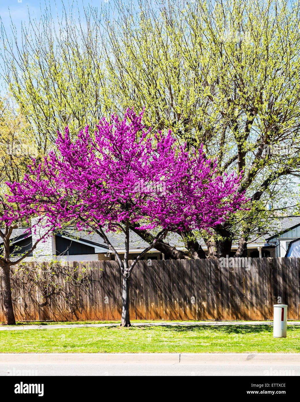 An eastern redbud tree, Cercis canadensis, in spring bloom. The redbud is Oklahoma's state tree. Oklahoma City, Oklahoma, USA. Stock Photo