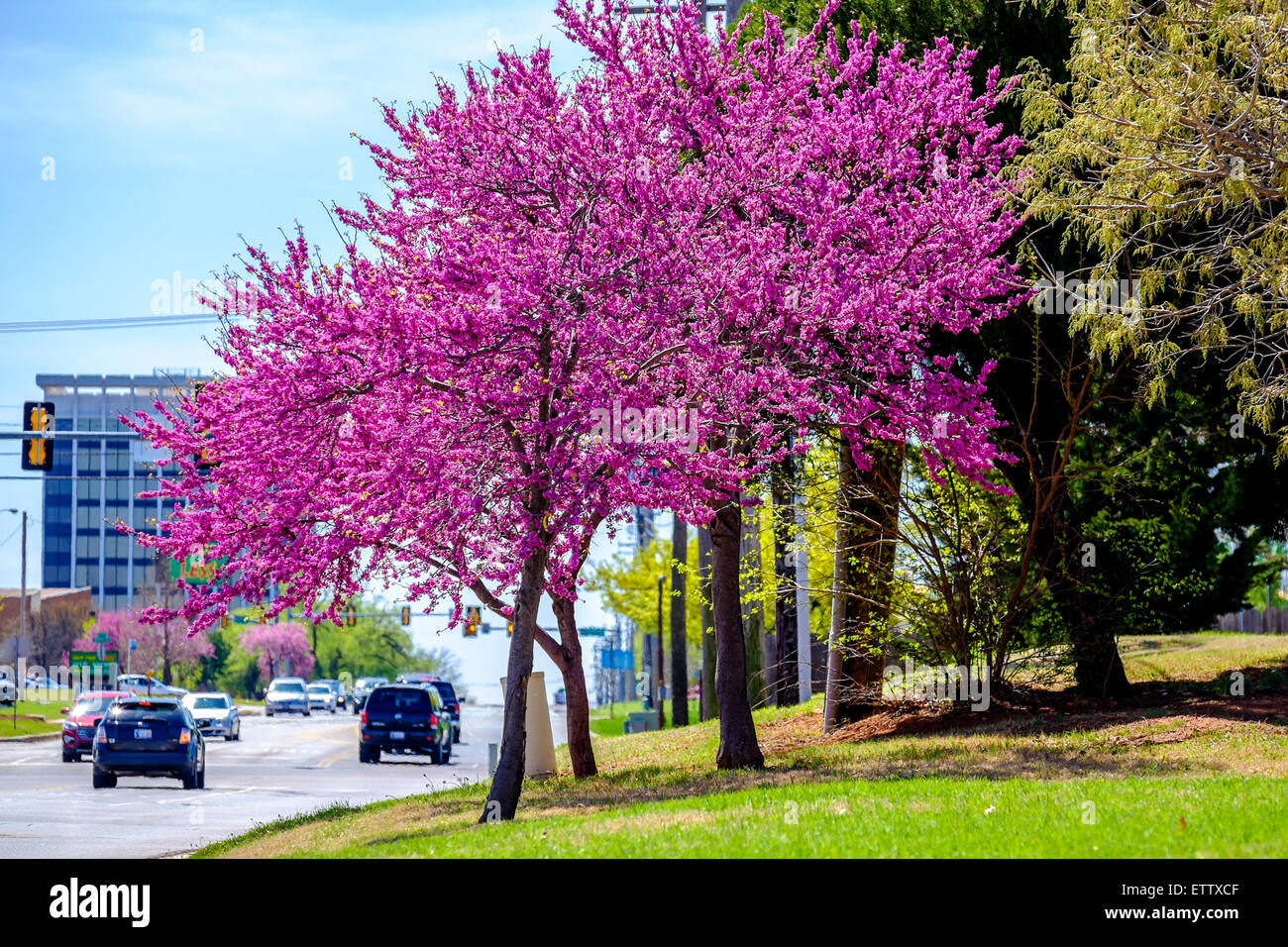Eastern redbud trees, Cercis canadensis, in spring bloom in Oklahoma City, Oklahoma, USA. Stock Photo