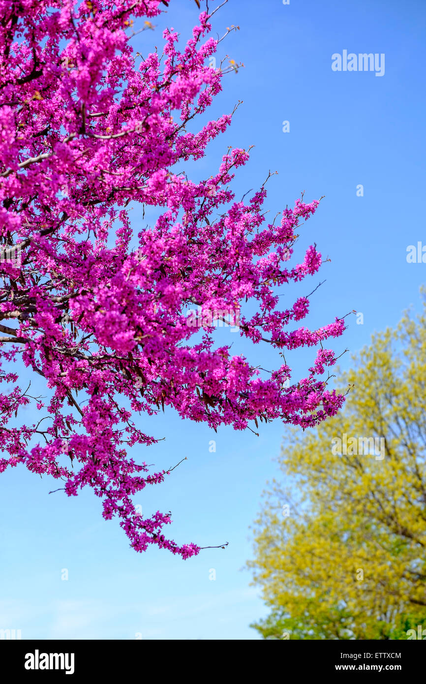 Oklahoma State Tree Stock Photos & Oklahoma State Tree Stock Images Alamy