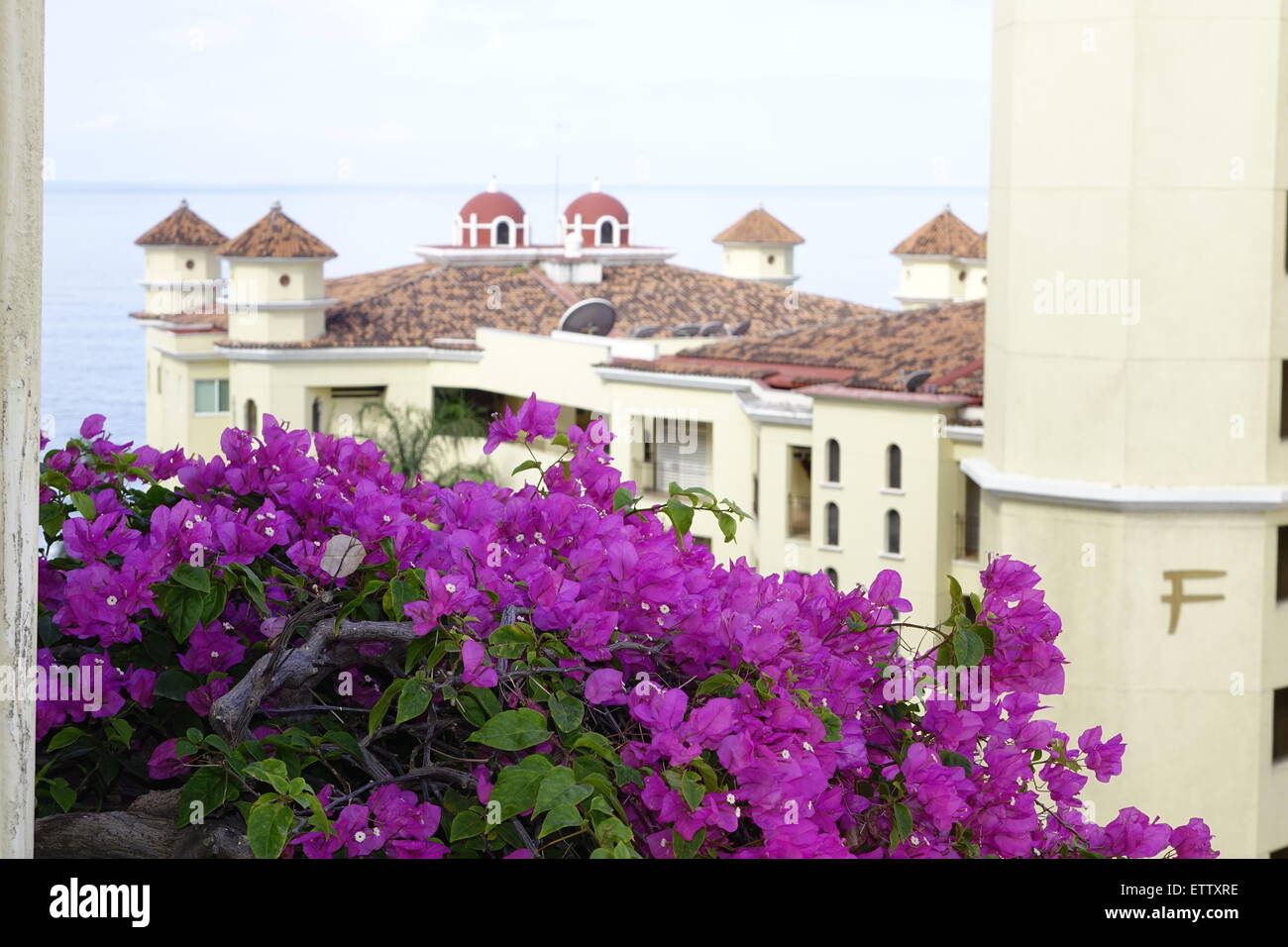 Bougainvillea flowers on a balcony at Velas Vallarta, Puerto Vallarta