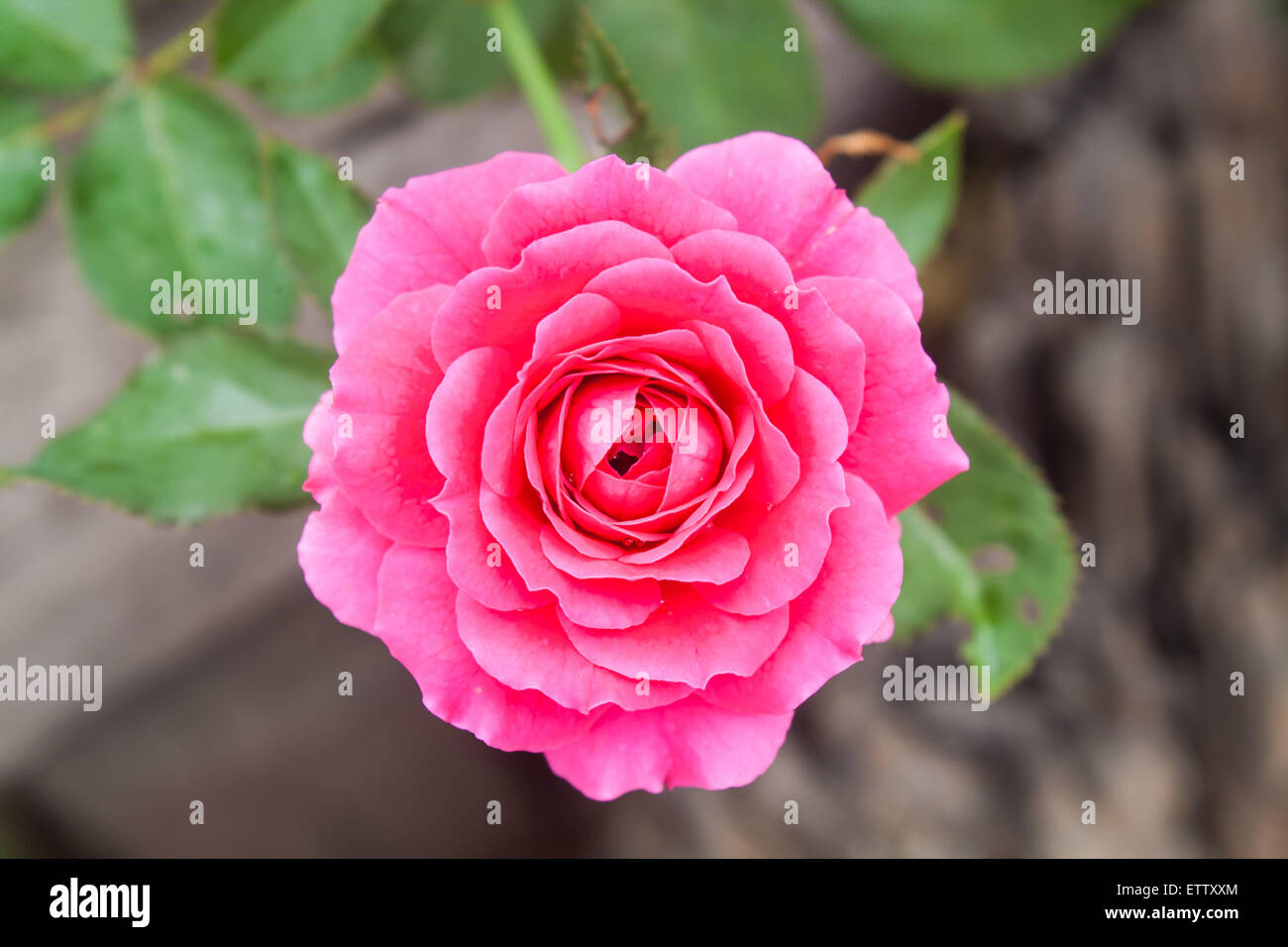 Beautiful Pink Rose Flower (Rosa sp.) in a Park Stock Photo
