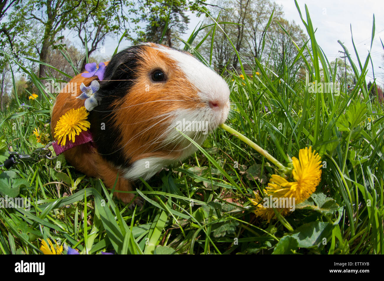Guinea pig Stock Photo Alamy