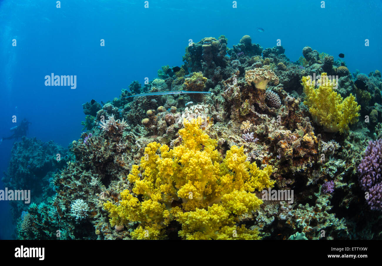 Underwater life of Red sea Stock Photo