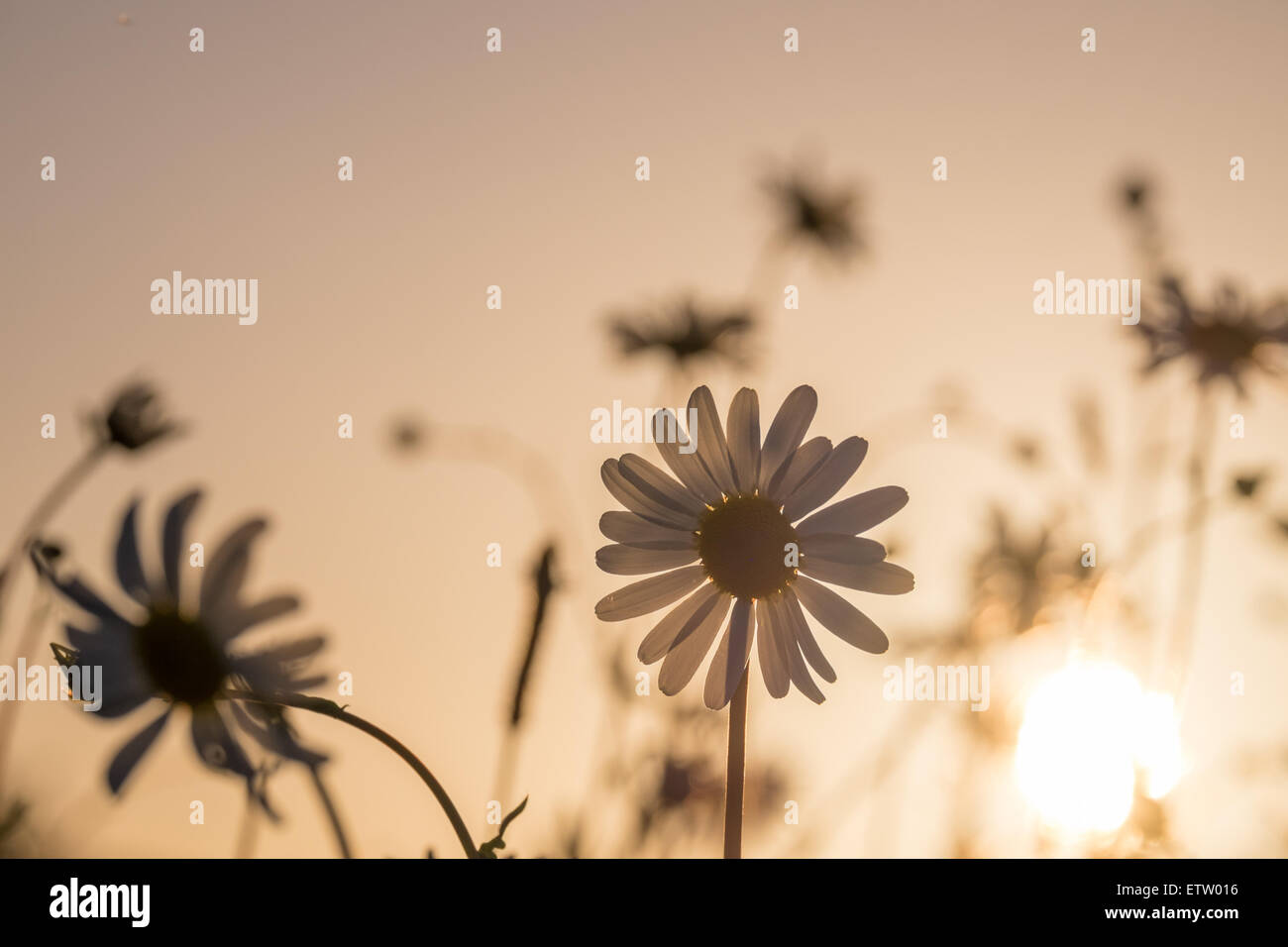 Daisies in a field taken in the evening as the sun was setting. Low