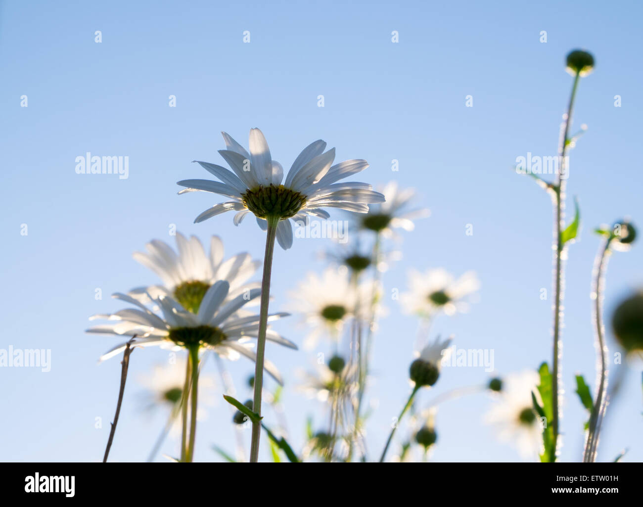 Daisies in a field taken in the evening as the sun was setting. Low