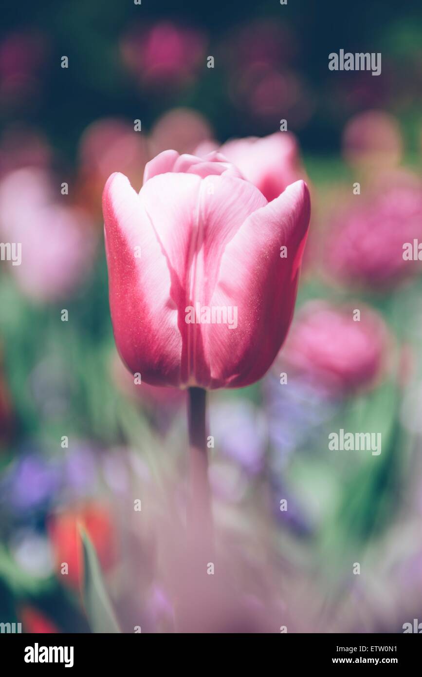 Pink tulip hi-res stock photography and images - Alamy