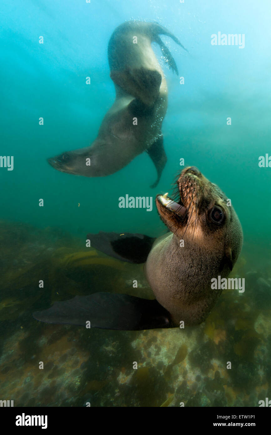 South Africa, Ocean, South african fur seals, Arctocephalus pusillus Stock Photo