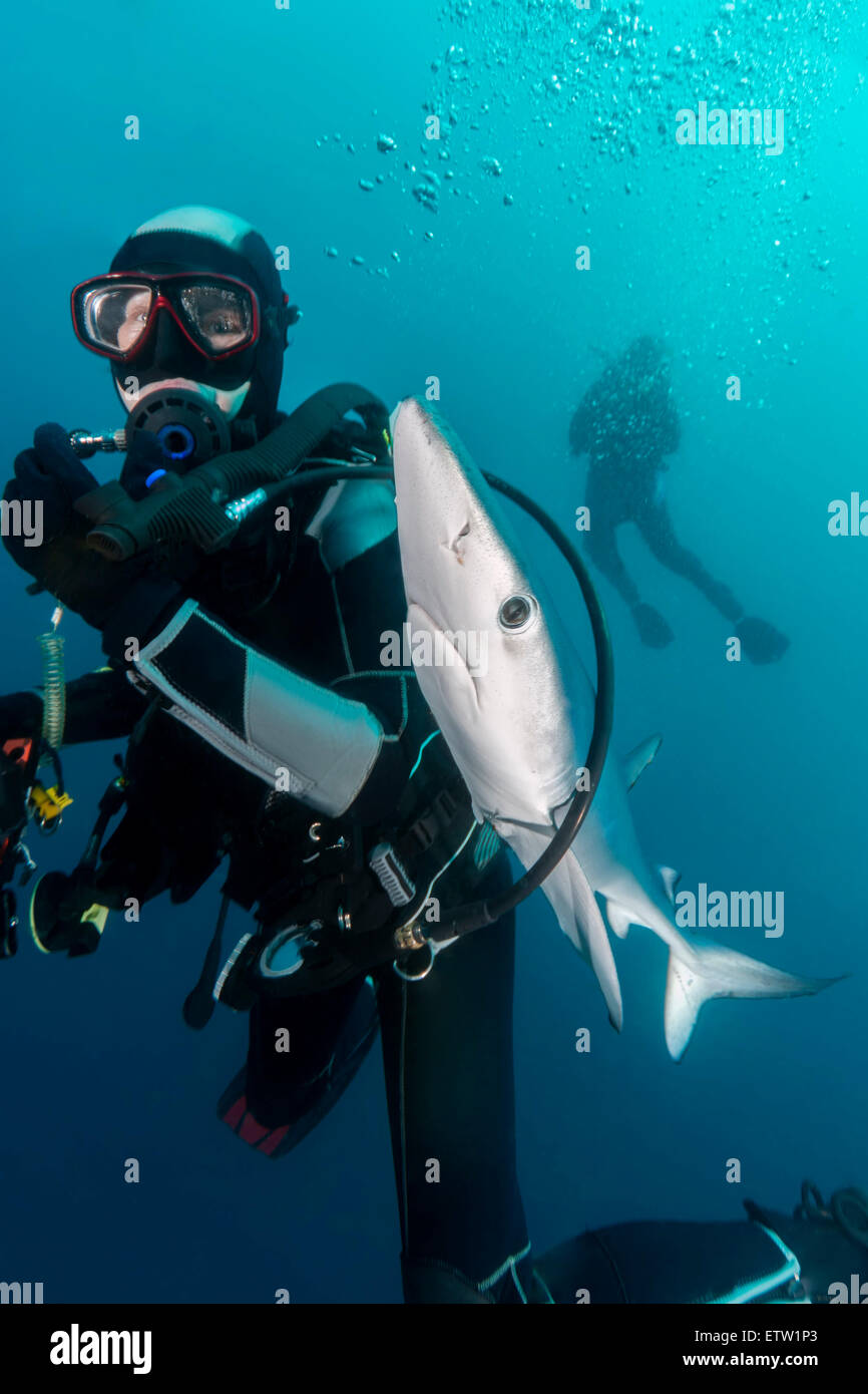 South Africa, Ocean, Diver with blue shark Stock Photo