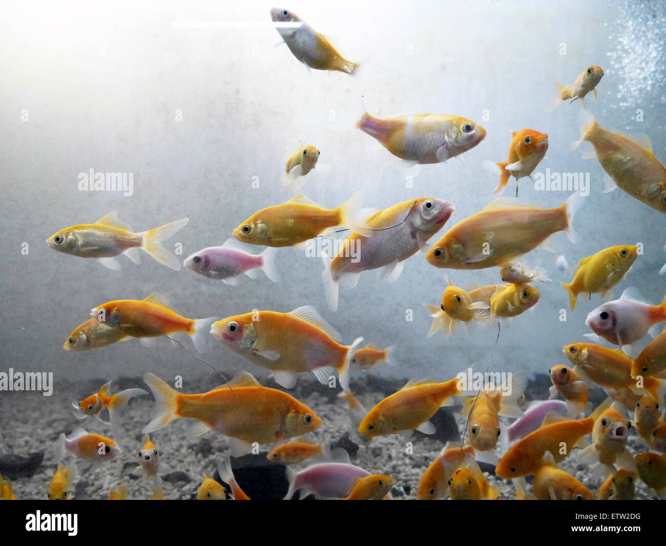 Fish swimming in fresh water aquarium Stock Photo - Alamy