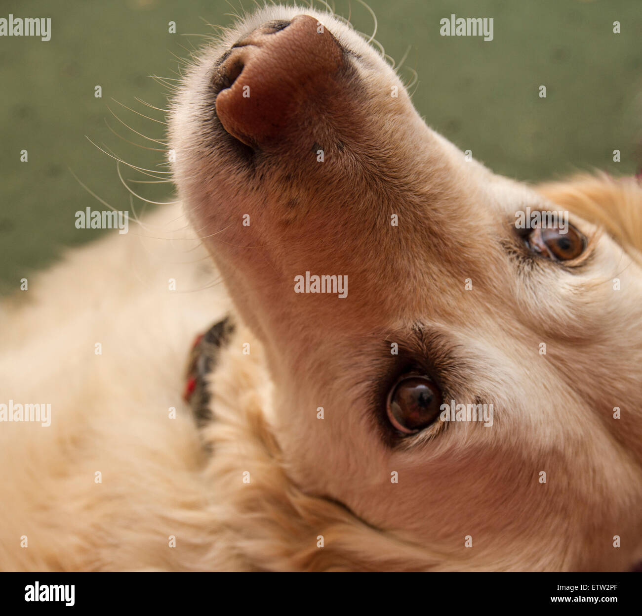 blond eyelashes on golden retriever with brown eyes Stock Photo
