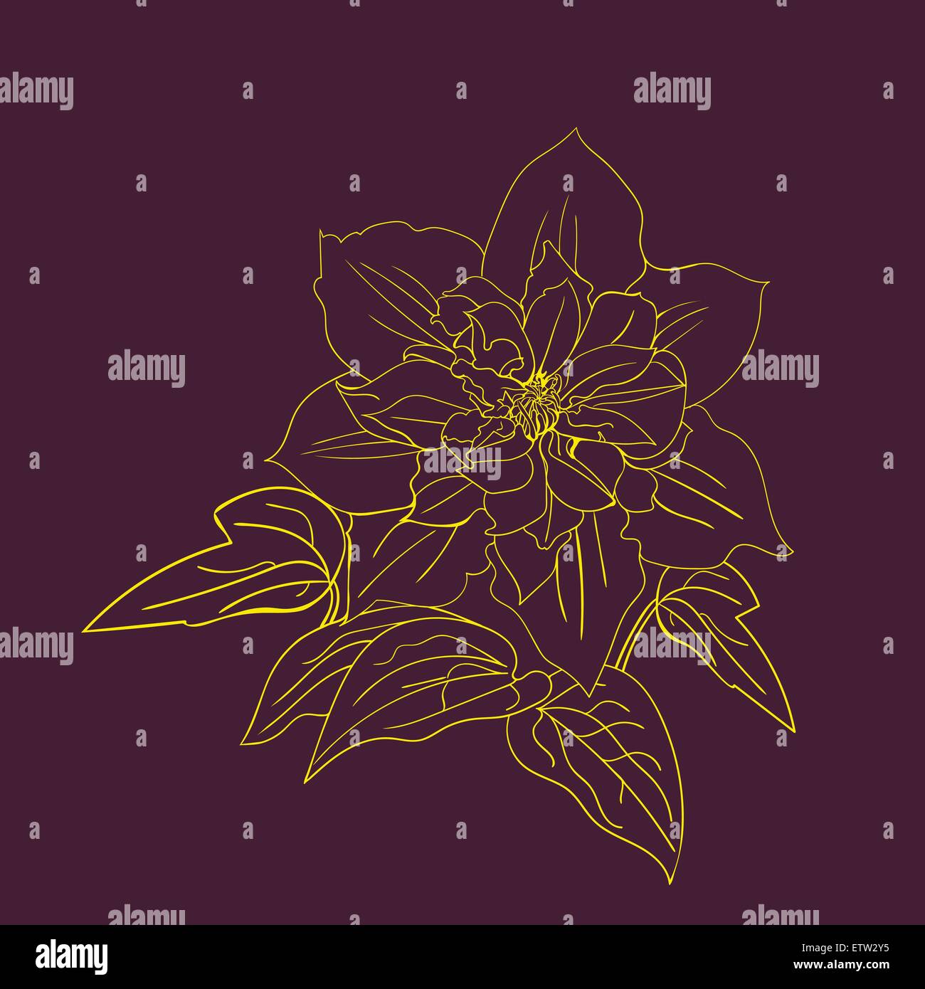 Terry flower clematis sketch Stock Vector Image & Art Alamy