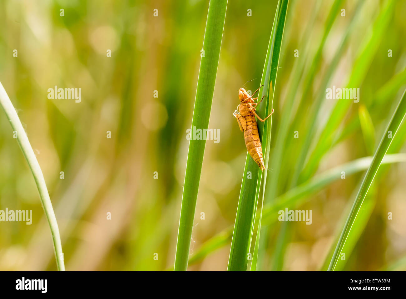 An orange dragonfly nymph on a reed leaf close tothe river Stock Photo