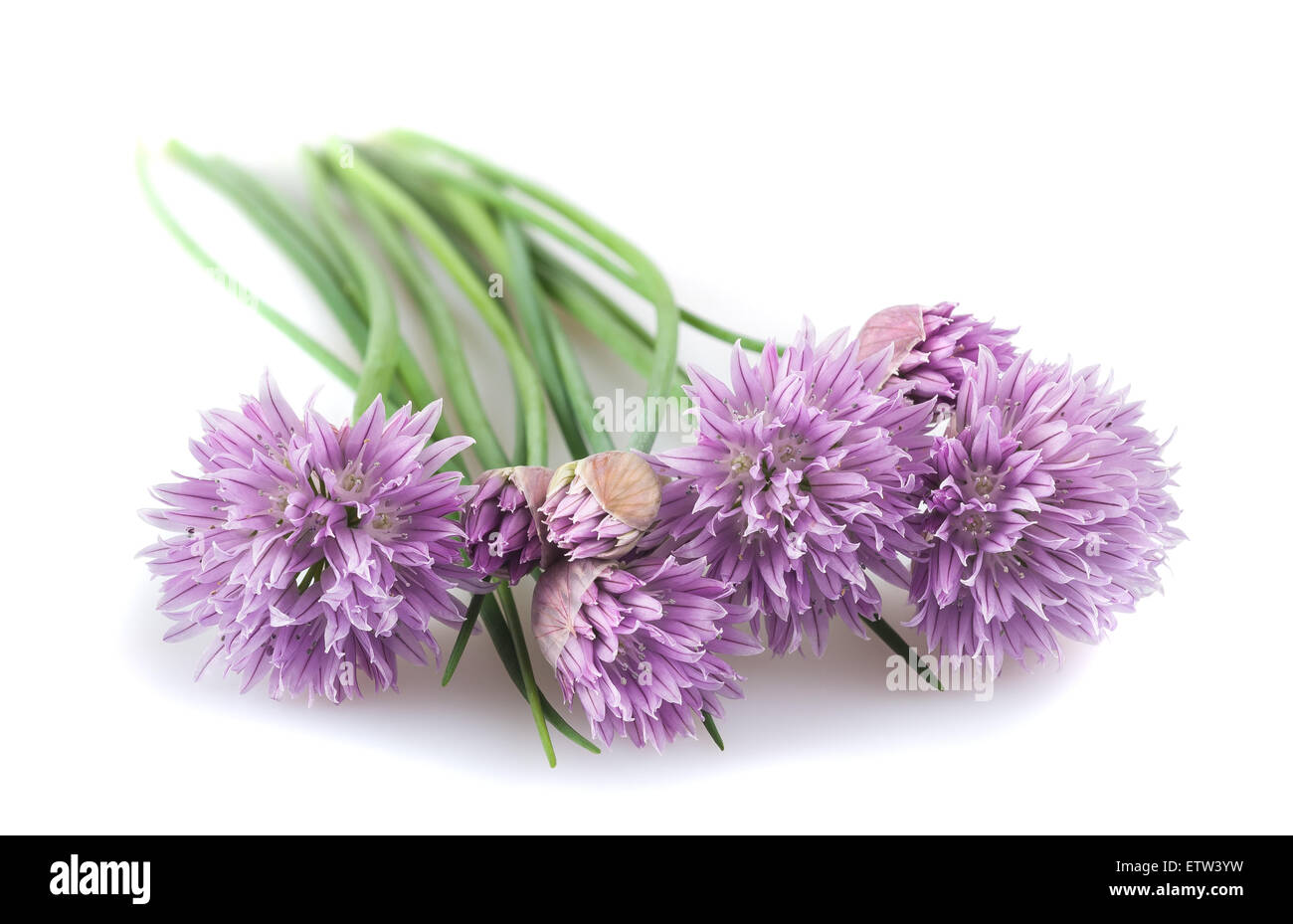 Chives with Flowers isolated on white background Stock Photo Alamy
