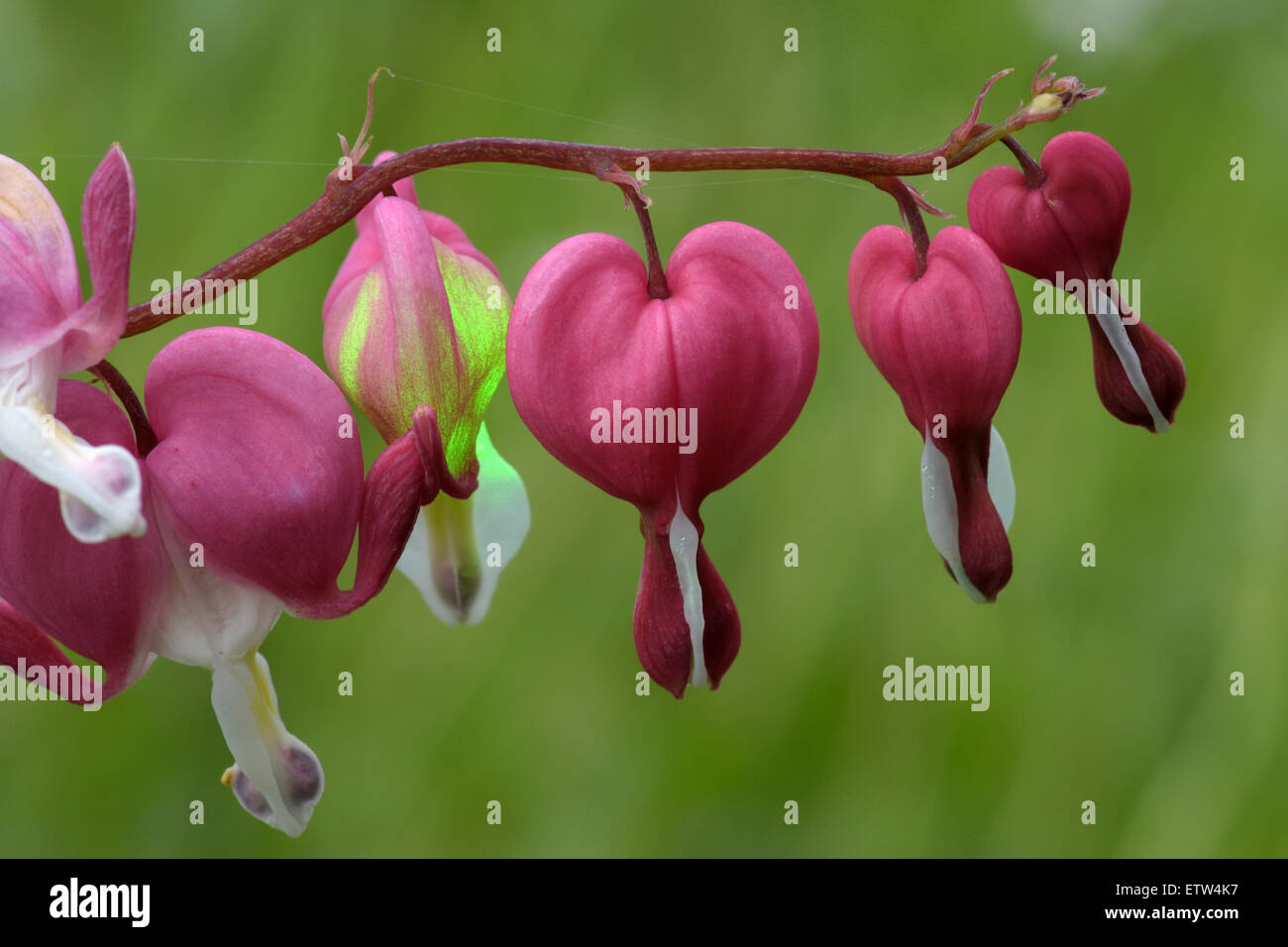 Flowers of bleeding-heart (Dicentra), herbaceous plant with oddly shaped flowers and finely divided leaves Stock Photo