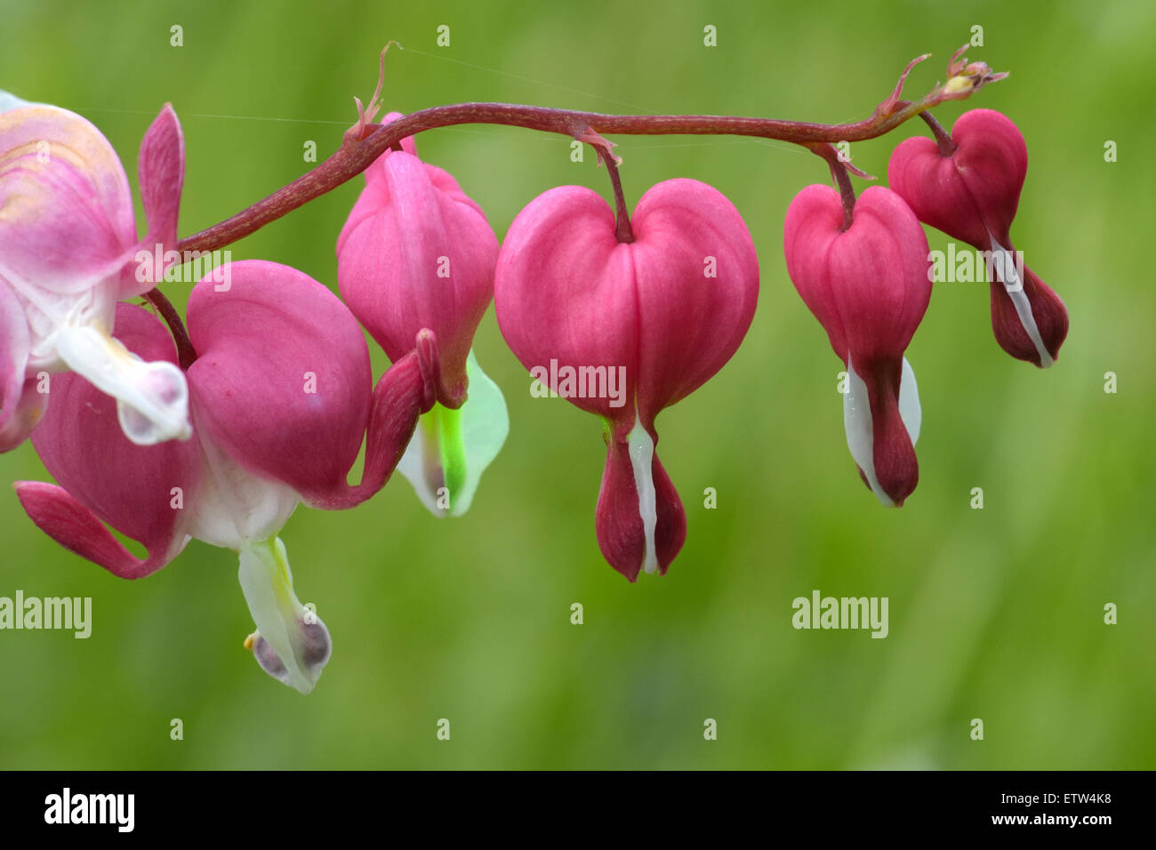Flowers of bleeding-heart (Dicentra), herbaceous plant with oddly shaped flowers and finely divided leaves Stock Photo